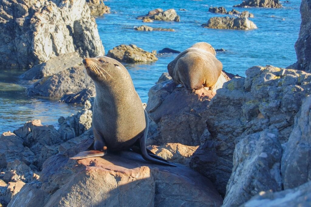 New Zealand Fur Seal