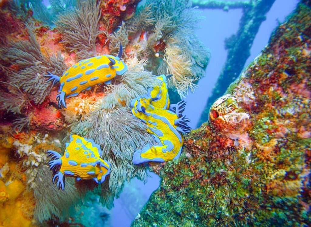 Diving & Sailing New Zealand