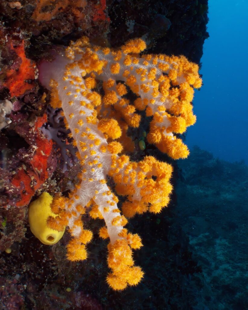 Rainbow Reef Fiji Sailing